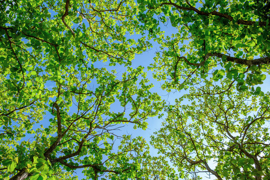 Bottom-up view tall trees with vibrant green leaves on sky background. Sustainable conservation and ecology concept