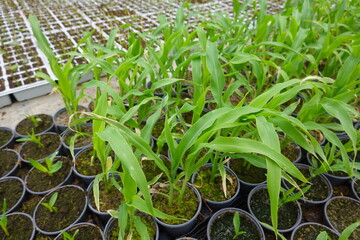 Seedlings of corn growing in pots in greenhouse