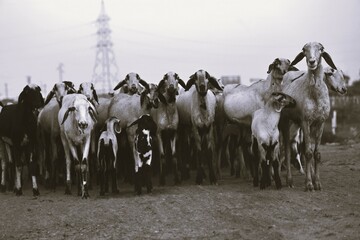 flock of sheeps crossing highway of rameshwaram, Ramanathapuram, madurai, tamilnadu, India, asia 