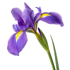A magnificent blooming purple iris, a stunning and colorful garden flower from springtime isolated on a transparent background png