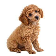 A single adorable little white poodle puppy dog sitting and looking cute isolated on a transparent background png