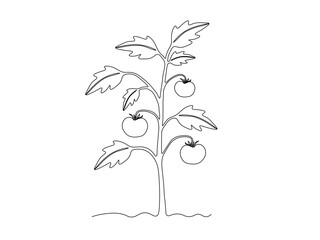 Abstract tomato bush in the garden,on the farm,agriculture,cottage. continuous single one line art drawing sketch, logo