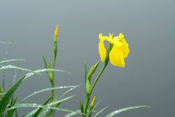 雨の池畔