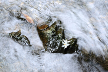 渓流に散る