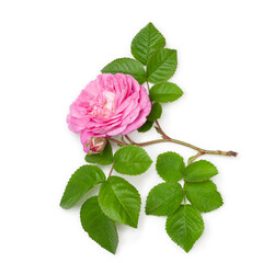 Tea rose flower isolated on a white background, contour