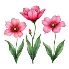 Pink Tulip Blooms with Green Leaves on Transparent Background, 3D Realism Graphic for Web Design