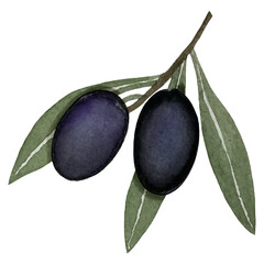 Black olives, watercolor illustration, branch of olives isolated on white background. Watercolor - vector 23.