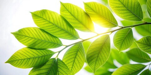 Leafy green branch with a sun shining on it