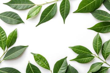 Leafy green plant with leaves that are arranged in a circle