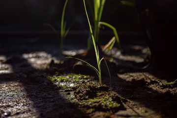 A single green grass sprout glows in the backlight against a dark ground. A concept of hope, new life, and new beginnings