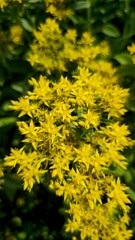 Close-up beautiful blooming flowers
