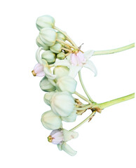 Close-up of white Calotropis gigantea flower buds (Akanda) with partially bloomed flowers on black background – tropical wild medicinal plant from India