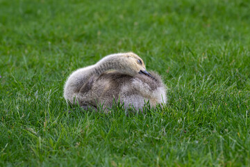 The Canada or Canadian goose, Branta canadensis, gosling resting in the grass of a Roosevelt Island