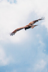 Soaring Bird of Prey Against Bright Sky with Outstretched Wings
