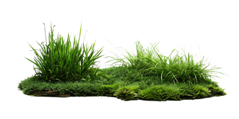 Lush green grass tuft isolated on a white background png ai generated