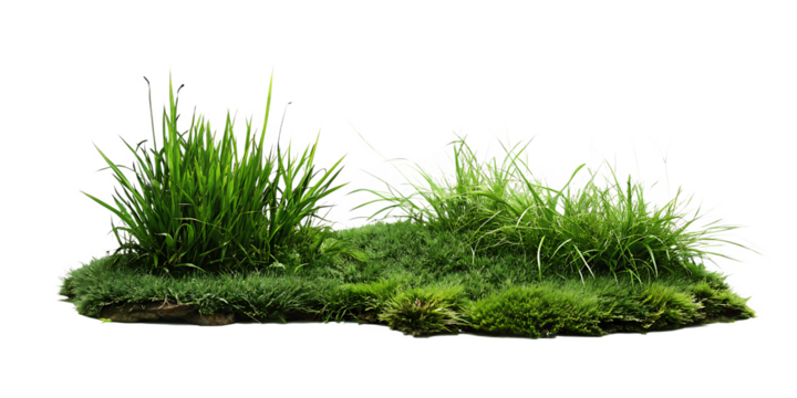Lush green grass tuft isolated on a white background png ai generated