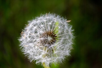 dandelion on green background