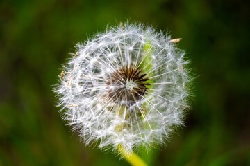 dandelion on green background