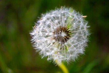 dandelion on green background