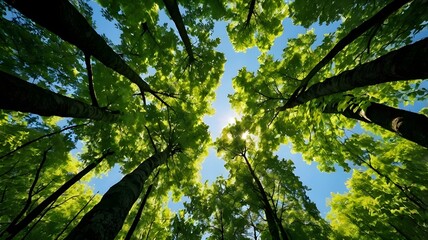 Forest therapy