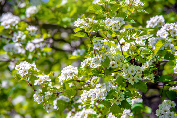 White hawthorn flowers on a green natural background
