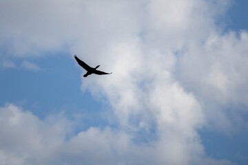 birds in the sky