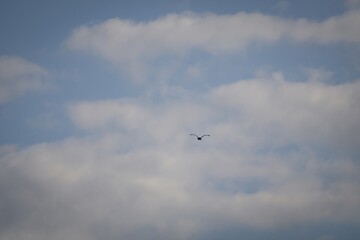 birds in the sky