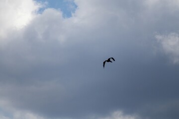 birds in the sky
