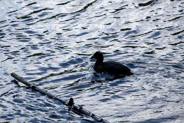 bird on the water