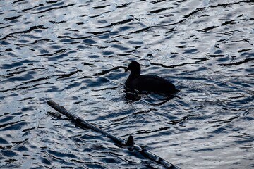 bird on the water