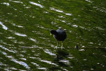 bird on the water