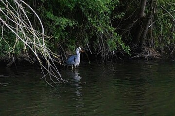 great blue heron in a pond