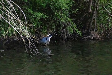 great blue heron in a pond