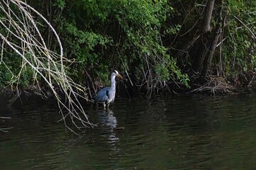 great blue heron in a pond