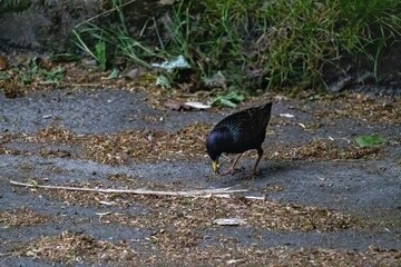 bird on the ground