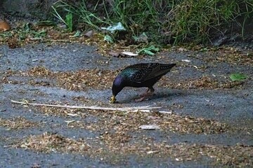 bird on the ground