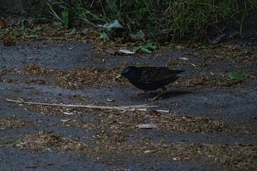 bird on the ground