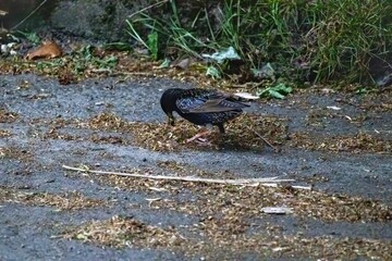 bird on the ground