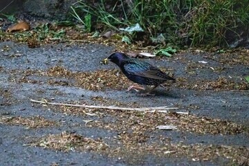 bird on the ground