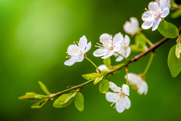 Cherry blossom branch in the garden in spring
