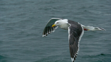 Seagull soaring gracefully above the ocean waves, showcasing its striking white and gray feathers, capturing the essence of freedom and nature's beauty in flight