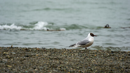Seagull standing on a rocky shore near the water, with gentle waves lapping at the beach, showcasing the beauty of coastal wildlife and natural habitat