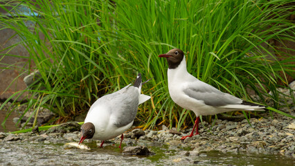 Two seagulls foraging near a riverbank, one catching a fish while the other observes, surrounded by lush green grass and rocky terrain, showcasing nature's vibrant ecosystem