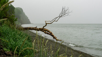 Scenic view of a tranquil shoreline with a weathered tree branch extending over calm waters,...