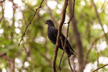 The common pigeon or Rock dove, rock pigeon (Columba livia) melanistic sits on a tree branch in...