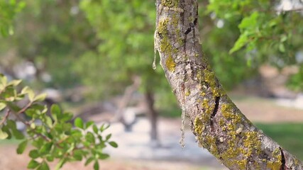 Mastic tree branch weeps slowly forming resin pearls. A tranquil nature moment emphasizing purity, light, and organic beauty