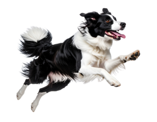 Energetic Border Collie Running Mid-Stride with Tongue Out, isolated on a transparent background