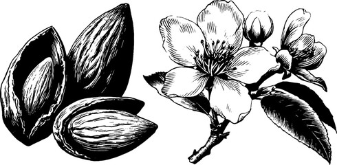 Vintage almond sketch with shells and blossoms for nature and botanical design