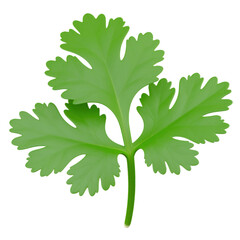 3D plastic style coriander herb representing fresh green leaves used in cooking and seasoning, isolated on white background