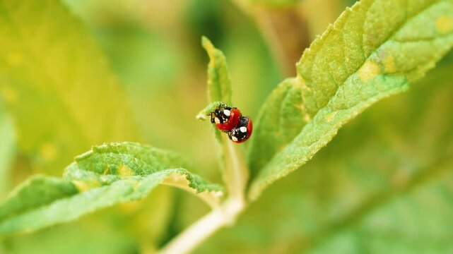 Pair of Ladybirds Ladybugs mating on a green leaf close up stock footage